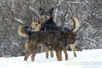собаки под снегом