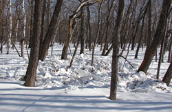Следы жизнедеятельности кабанов фото Заумысловой Следы жизнедеятельности кабанов фото Заумысловой
